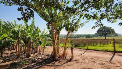 Imagem da notícia Produção do cacau em sistemas agroflorestais